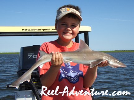 Sharks on the flats!