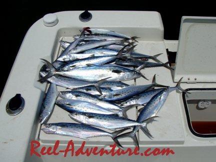 Limiting out almost everyday on Spanish Mackerel.