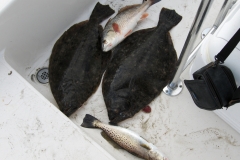 Flounder-Trout-Drum-May-24th-2008-015
