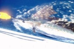 Sail-Fish-Revive-March-2007