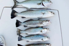 Speckle-Trout-Bluefish-Oct-2007-16th-025-full