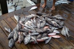 normal_fishdance8-31-07-1