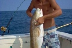 normal_redfish07