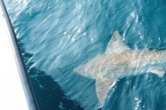 Charter-6-08-2007-006