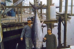 bluefin