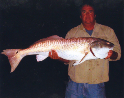 Captain Carty caught this large Red Drum in the surf.