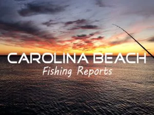 Cobia Off Masonboro Island