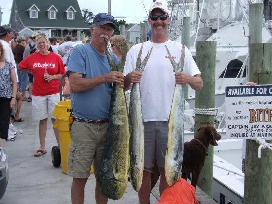 dolphin catch