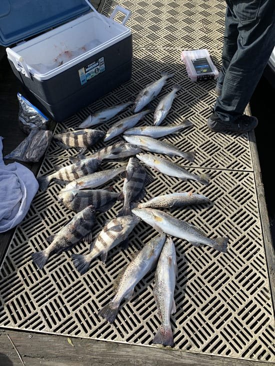 black drum and speckled trout