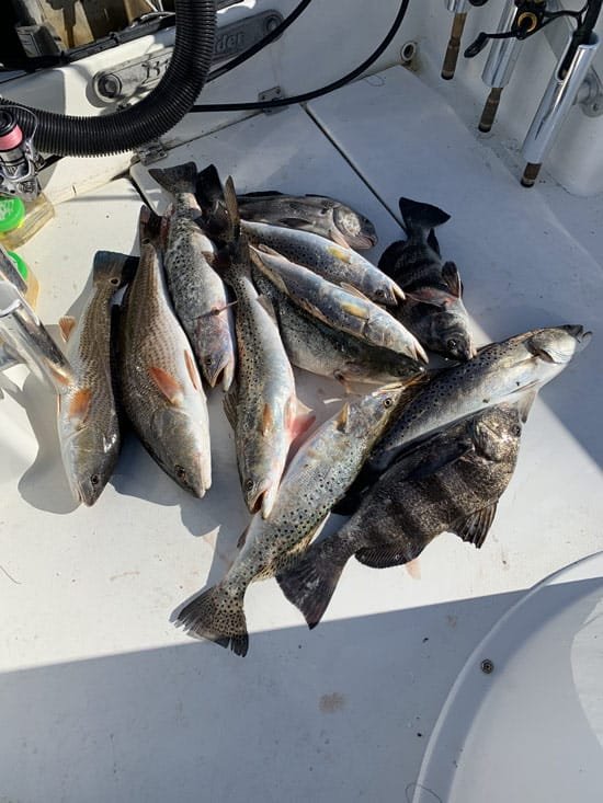 speckled trout, red drum, black drum