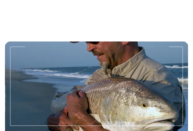Big Redfish caught surf fishing at Carolina Beach