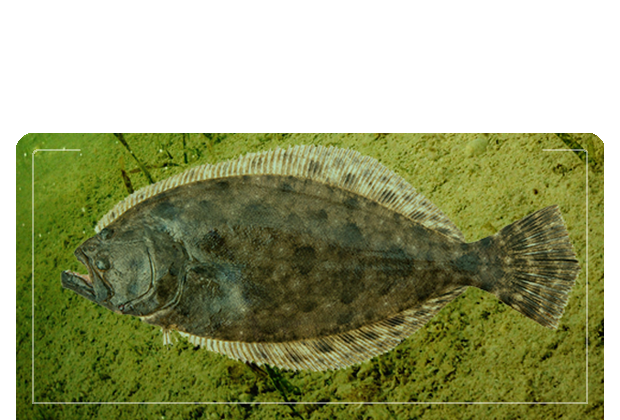 Flounder in the Cape Fear River  Carolina Beach Fishing Articles