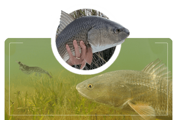 redfish chasing a live shrimp