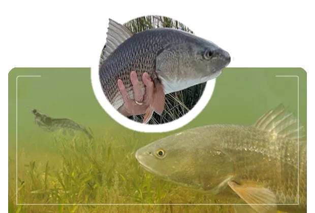 redfish chasing a live shrimp